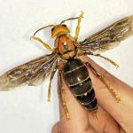 Asian Killer hornets found in US