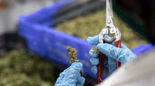 La ONU elimina el cannabis de la lista de drogas peligrosas - ahora us
