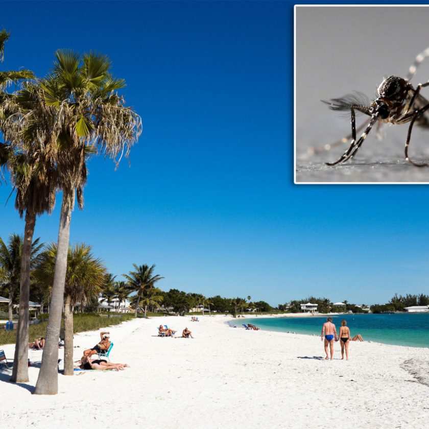 Miles de mosquitos modificados genéticamente se liberan en Florida - Ahora US
