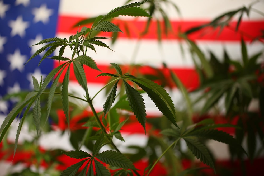 House votes to legalize marijuana second time - vivomix